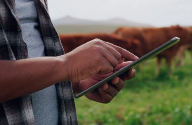 Gestão Profissional na Pecuária de Corte: Como Transformar Sua Fazenda em uma Empresa Lucrativa