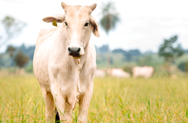 Como a tecnologia ajuda na reprodução de bovinos de corte