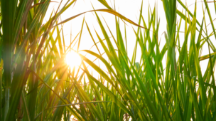 Formação de capineiras na criação de bovinos.