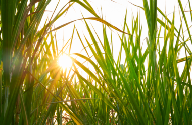 Formação de capineiras na criação de bovinos