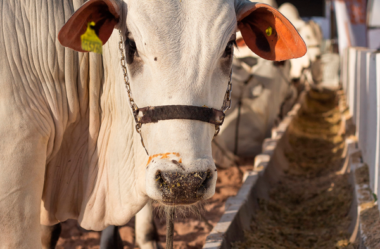 Suplementação com ureia na pecuária de corte: até que ponto é saudável?