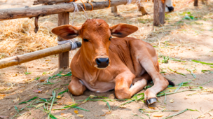 Sequestro de animais: Como e por que fazer?