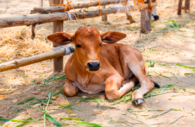 Sequestro de animais: Como e por que fazer?