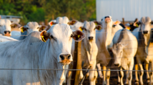 Como evitar o estresse do gado durante a pesagem?