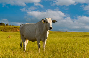 Pecuária de Precisão: Como crescer junto com as projeções do mercado de carne?