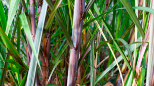 Suplementação de bovinos com Cana-de-açúcar