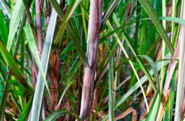 Suplementação de bovinos com Cana-de-açúcar