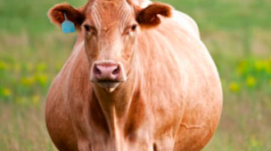 Analise de dados de parto e neonatal