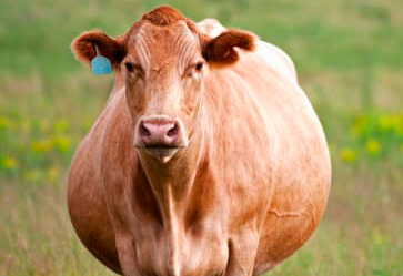 Análise de Dados Baseada nos Manejos de Parto e NeoNatal